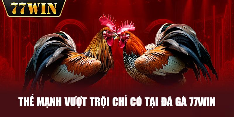 Những thế mạnh vượt trội chỉ có tại đá gà 77WIN